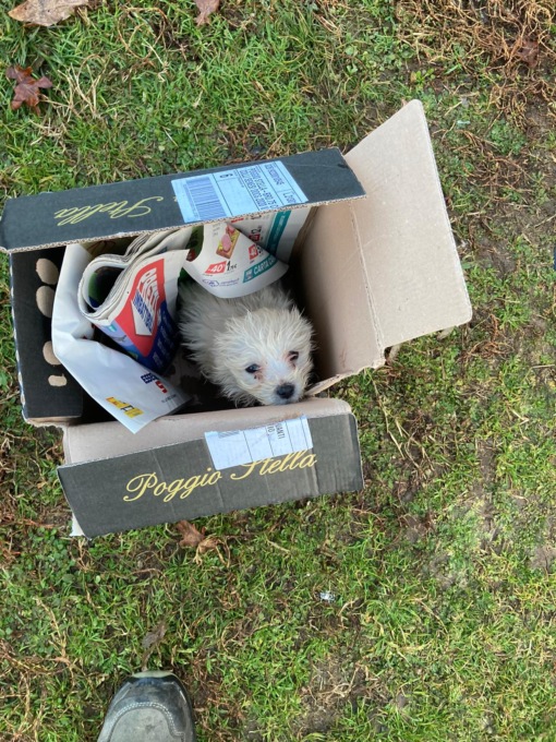 Cucciolo di cane abbandonato tra i rifiuti, operatore ecologico lo salva