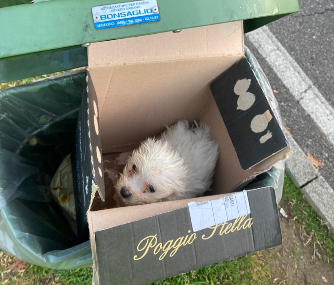 Non ce l’ha fatta la cagnolina abbandonata tra i rifiuti