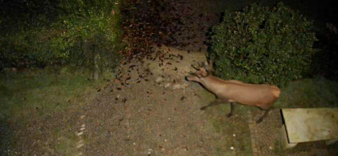 Ricompare il cervo nel Parco di Monza