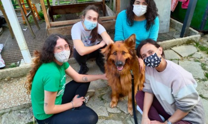 "Green House" costretto a lasciare Usmate Velate: il rifugio per animali abbandonati cerca una nuova casa