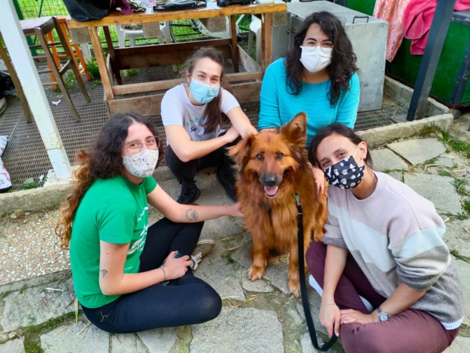 “Green House” costretto a lasciare Usmate Velate: il rifugio per animali abbandonati cerca una nuova casa