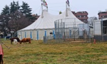Circo con gli animali, il sindaco: "Non posso impedirlo"