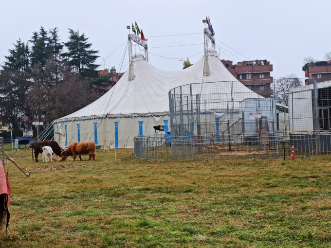 Circo con gli animali, il sindaco: “Non posso impedirlo”