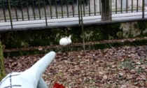Il coniglio bianco Jameson trovato nel Parco di Monza ora cerca casa