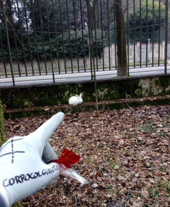 Il coniglio bianco Jameson trovato nel Parco di Monza ora cerca casa