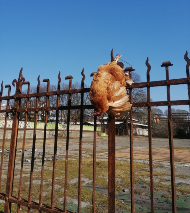 Gallina appesa testa in giù alla cancellata
