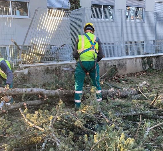 Cade un albero sulla recinzione della primaria Agnesi