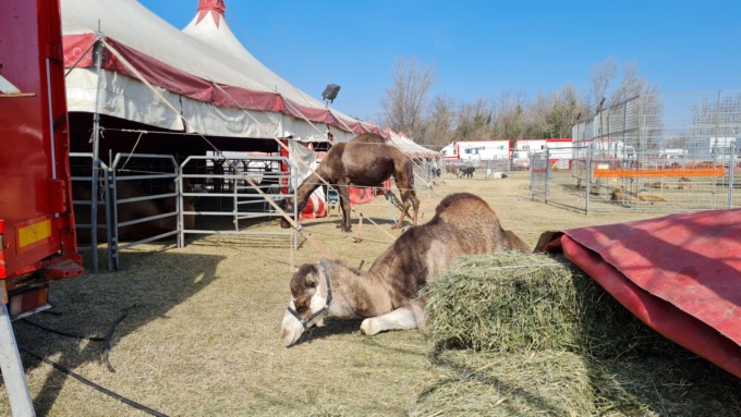 Arriva il circo a Villasanta, animalisti sul piede di guerra
