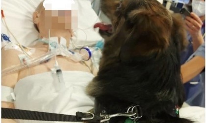 In rianimazione per una grave patologia: l'ospedale apre le porte al suo amato cagnolino