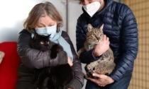 In salvo a Monza anche i gatti ucraini in fuga dalle bombe