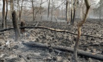 Grosso incendio al Parco delle Groane, impegnate diverse quadre dei Vigili del fuoco
