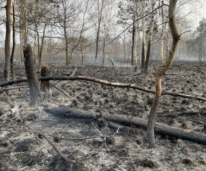 Grosso incendio al Parco delle Groane, impegnate diverse quadre dei Vigili del fuoco