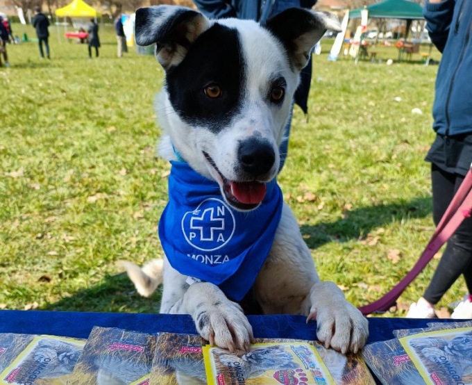 Tornano i rifugi aperti: domenica 27 marzo festa all’insegna della solidarietà al parco canile di Monza