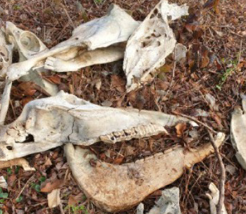 Trovate ossa animali in un campo