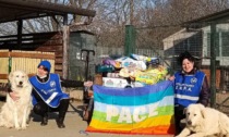 Conflitto in Ucraina, Enpa si mobilita per gli animali. Già spediti due quintali di cibo