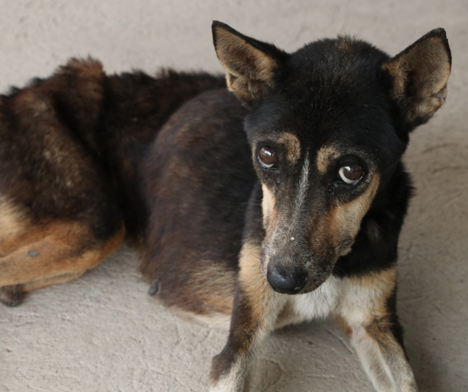 Cesano, condannato per aver lasciato morire di fame il proprio cane