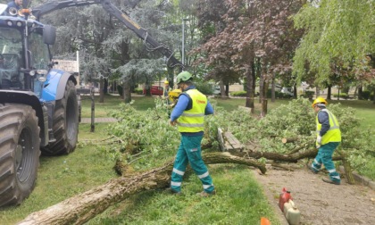Cade un albero al parco, intervengono gli operai del verde