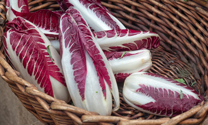 Da oggi in regalo con i nostri settimanali la cicoria rossa di Treviso