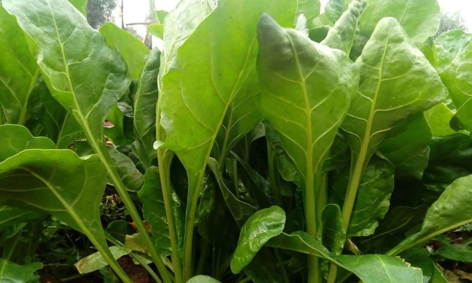 Da oggi in regalo con i nostri settimanali la bieta verde