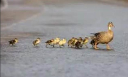 A Monza il traffico si ferma... mamma anatra e gli anatroccoli devono attraversare