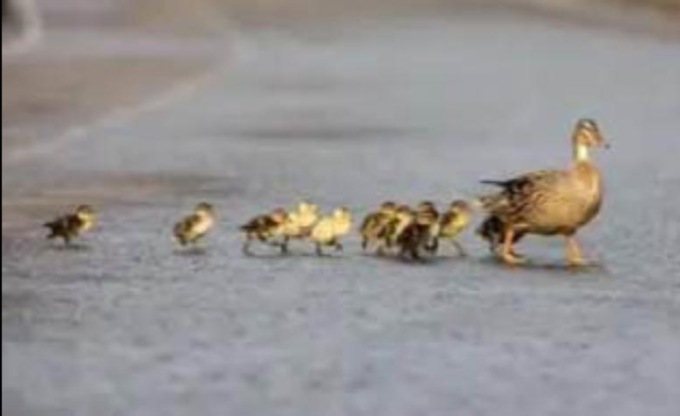A Monza il traffico si ferma… mamma anatra e gli anatroccoli devono attraversare