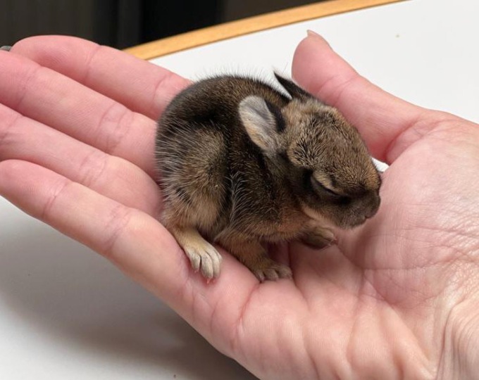 Minilepre predata da un gatto. Salvata e portata al rifugio di Monza