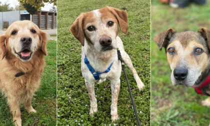 Luna, Groucho e Yoghina, quando ad essere adottati sono i cani anziani