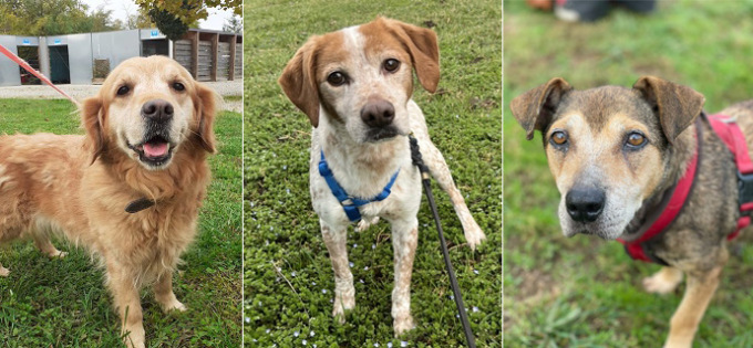 Luna, Groucho e Yoghina, quando ad essere adottati sono i cani anziani