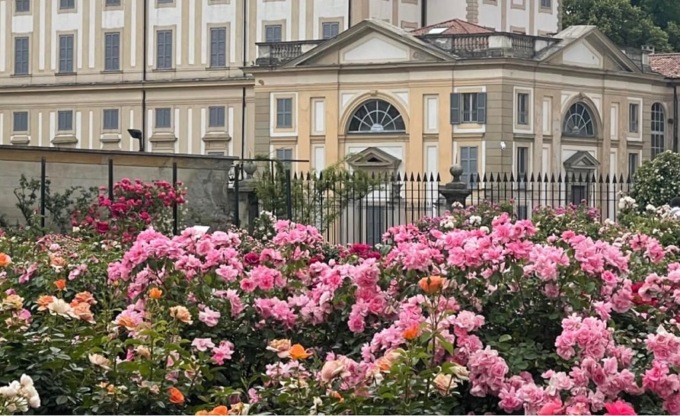Domenica 15 “La bella di Monza” al Roseto Niso-Fumagalli