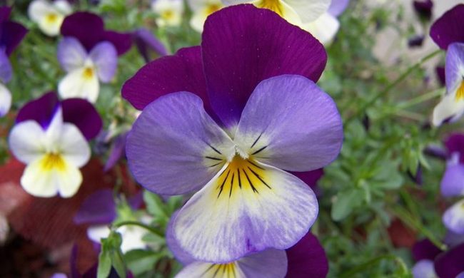 Due giorni all’insegna della Festa dei fiori