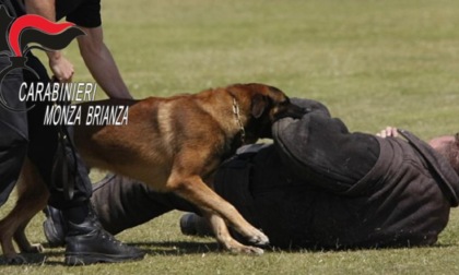 Il pusher tenta di scappare, lo ferma il cane antidroga