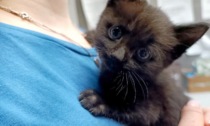Il gattino segue i miagolii riprodotti da un video e si salva