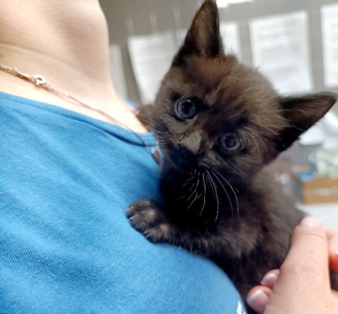 Il gattino segue i miagolii riprodotti da un video e si salva