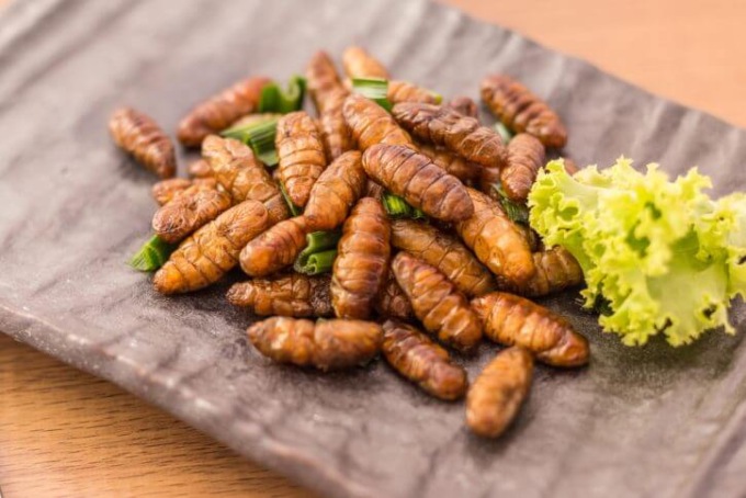 Come gli insetti possono diventare un alimento perfetto per l’uomo