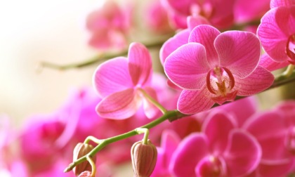 Come curare una orchidea Cymbidium?