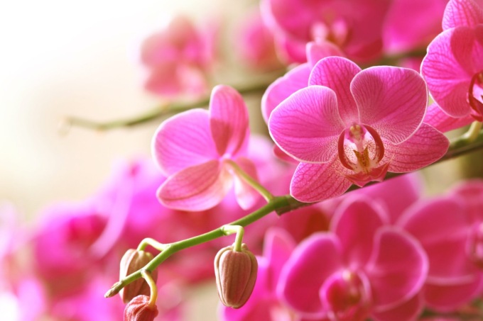 Come curare una orchidea Cymbidium?