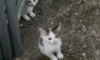 Mamma gatta e tre gattini abbandonati in un campo a Caponago