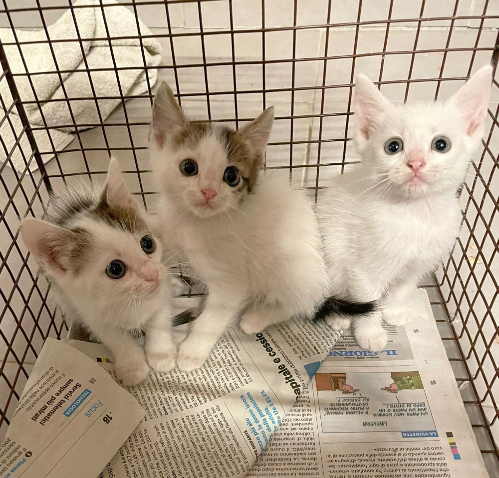 3 gattini dopo recupero-fb-904