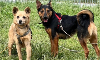 Salvate in Ucraina e portate al rifugio di Monza, oggi quattro cagnoline aspettano di essere adottate