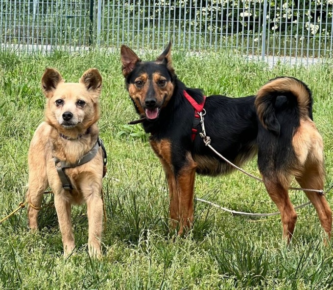 Salvate in Ucraina e portate al rifugio di Monza, oggi quattro cagnoline aspettano di essere adottate