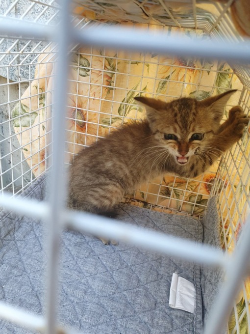 Gattino incastrato nel motore di un’auto: arrivano i ringraziamenti per i pompieri che lo hanno salvato
