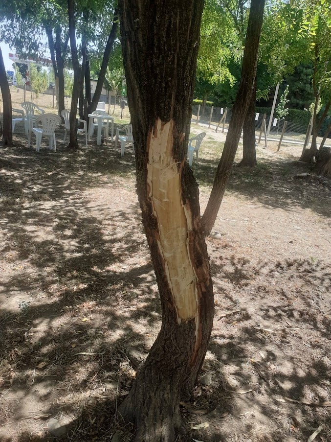 vandalismi alberi area cani varedo