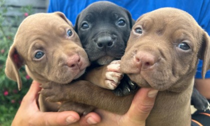 Otto cuccioli di pitbull cercano casa: ecco come candidarsi per adottarli