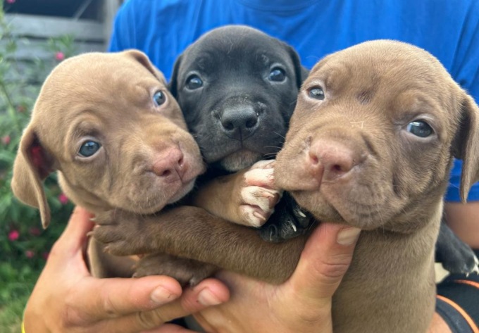 Otto cuccioli di pitbull cercano casa: ecco come candidarsi per adottarli