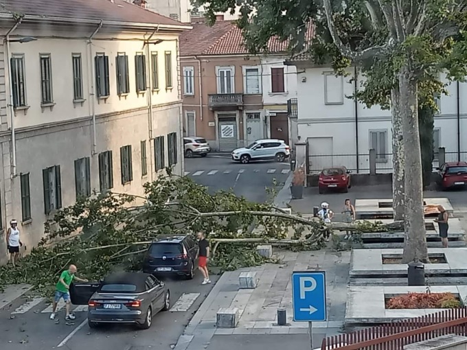 Troppo caldo: cede la pavimentazione e cade un grosso albero sul piazzale della chiesa