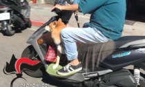 In scooter senza casco e con il cane, doveva essere ai domiciliari per atti persecutori