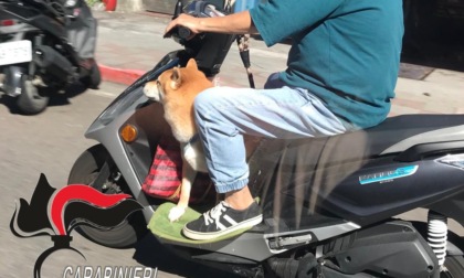 In scooter senza casco e con il cane, doveva essere ai domiciliari per atti persecutori