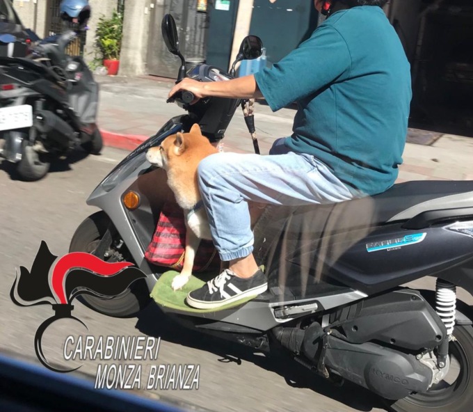 In scooter senza casco e con il cane, doveva essere ai domiciliari per atti persecutori
