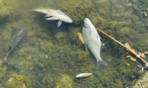 Improvvisa moria di pesci al Laghetto di Giussano