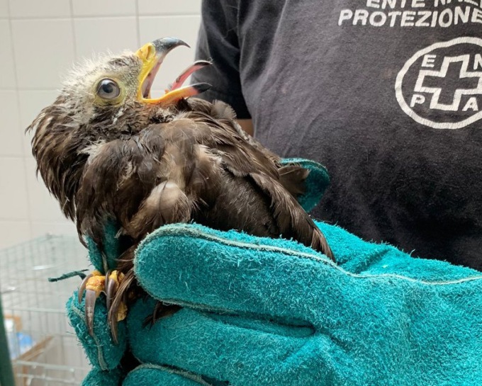 Soccorso un falco pecchiaiolo: ha una frattura all’ala ma volerà di nuovo